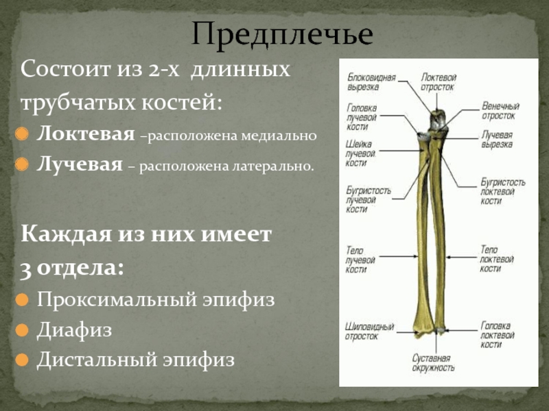 Лучевая кость схема