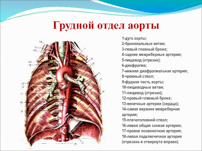 Ветви внутренней грудной артерии. Отделы аорты. Дуга аорты. Ветви дуги аорты. Бронхиальные ветви.