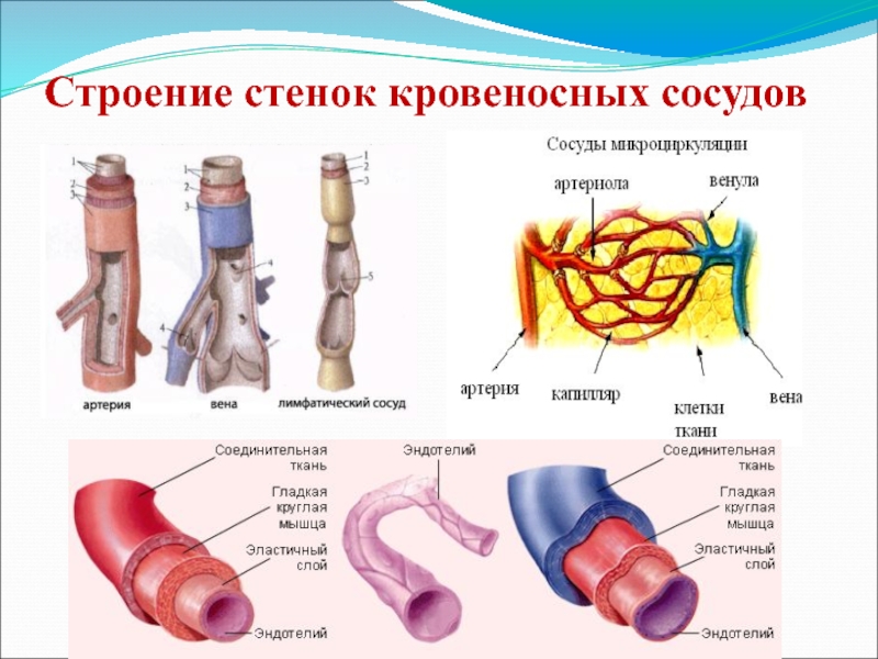 Артерии вены капилляры слои. Строение стенки артерии и вены капилляры. Строение стенки сосудов артерии вены капилляры. Строение сосудов артерий вен. Строение кровеносных сосудов артерии вены.