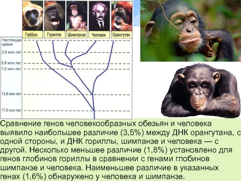 Реферат: Человекообразные обезьяны