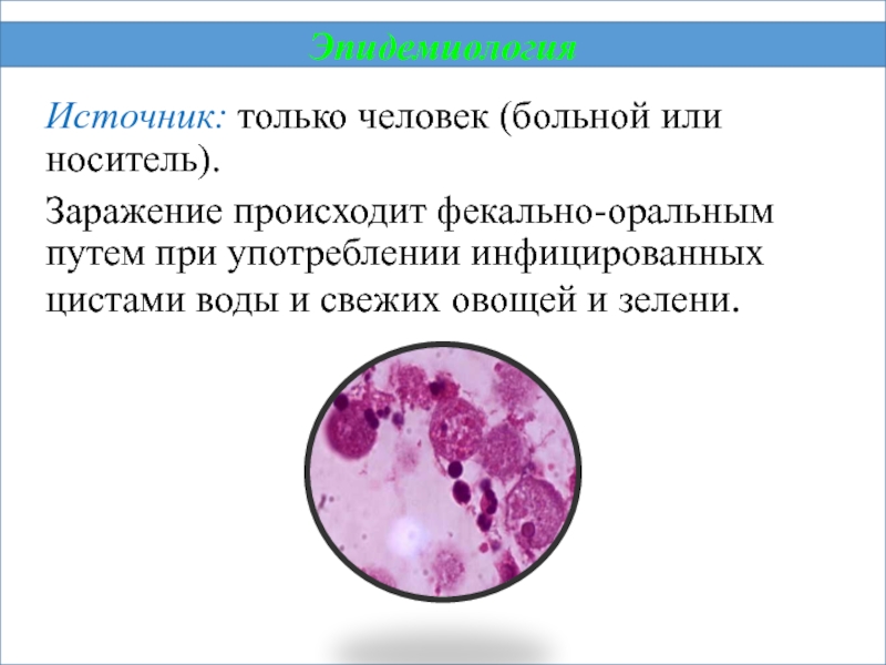 Заражение происходит цистами. Заражение человека происходит цистами. Протозойный гемоколит.