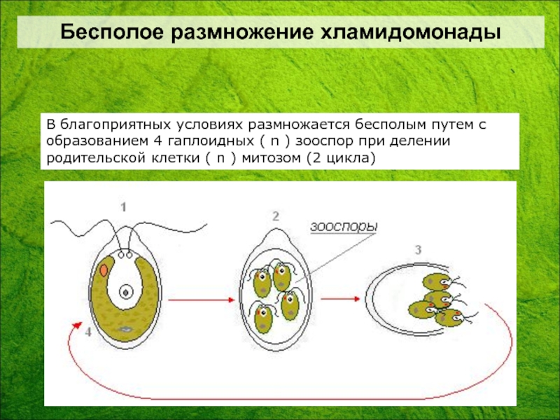 Используя рисунок процесса размножения хламидомонады объясните в чем сущность