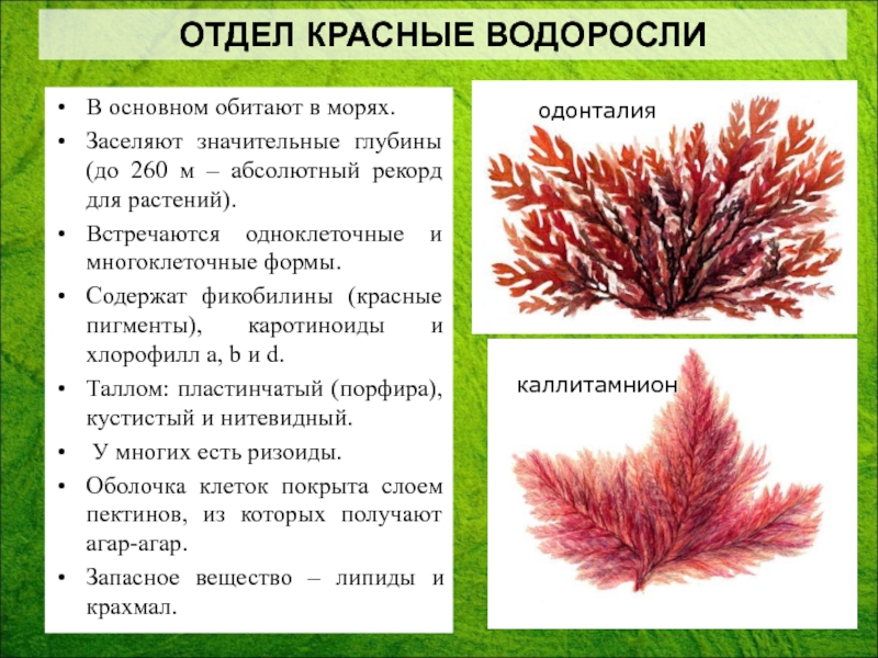 Признаки красных водорослей