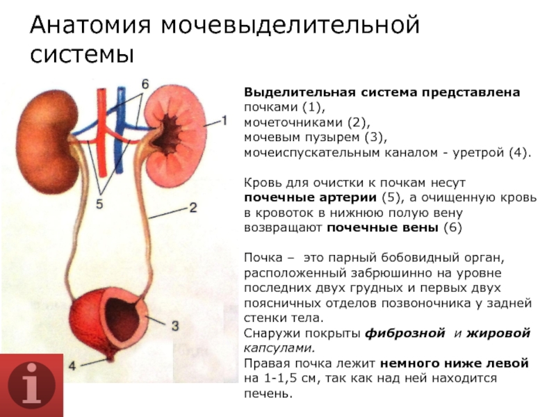 Строение мочевыделительной системы презентация