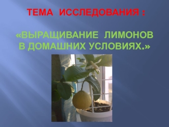 Выращивание лимонов в домашних условиях