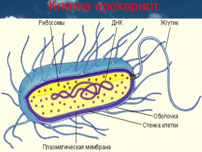 Возникновение прокариот произошло в. Строение бактериальной клетки прокариот. Строение прокариотической клетки бактерии. Прокариотическая клетка bacteria. Строение бактерии прокариот.