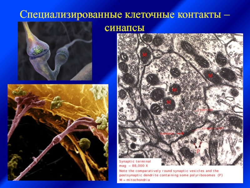 Специализированная клетка. Специализированные клетки. Специализированные клетки примеры. Виды специализированных клеток. Биология специализированные клетки.