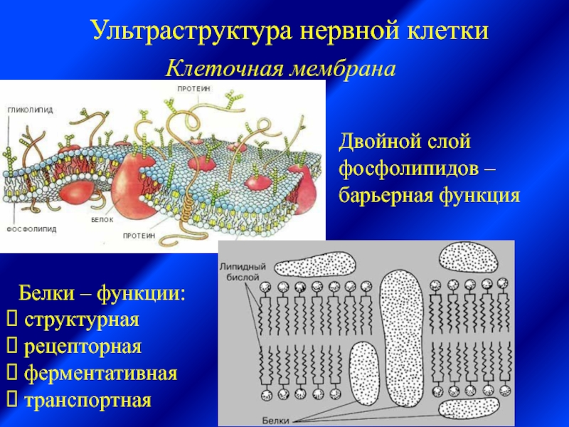 Мембрана клеток включает. Ультраструктура плазматической мембраны. Ультраструктура биологических мембран. Ультраструктура мембран клетки. Ультраструктура клеточной мембраны.