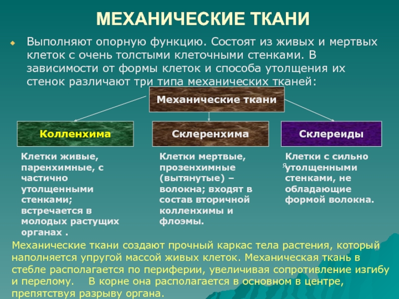 Живые и мертвые презентация