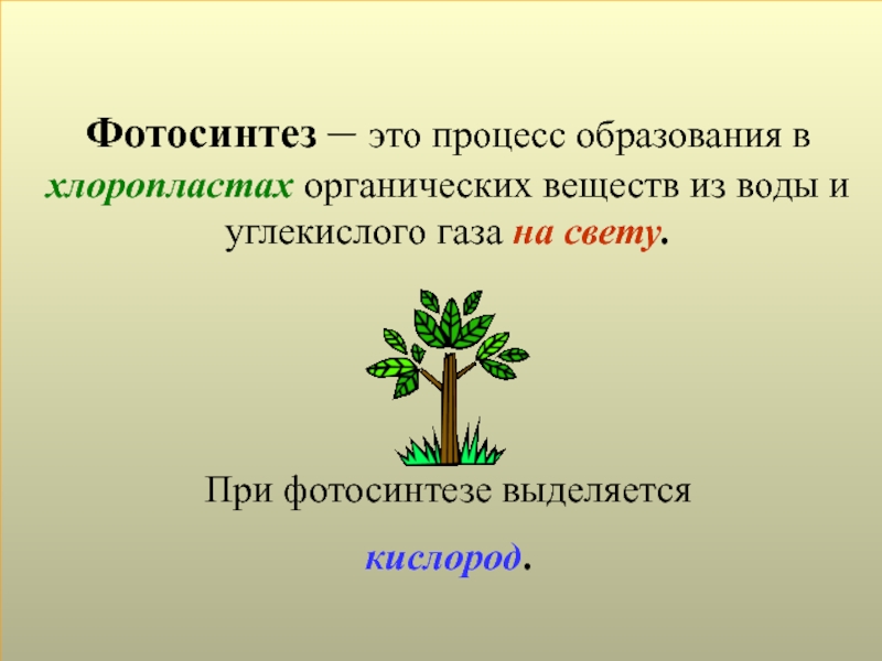 Растения в искусстве 6 класс биология презентация