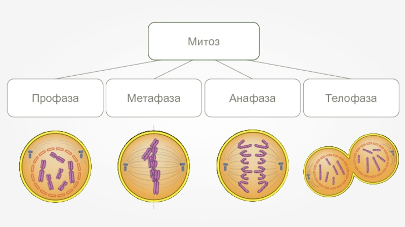 Размножение клетки жизненный цикл. Жизненный цикл клетки митотическое деление. Фазы жизненного цикла клетки. Фазы клеточного цикла митоза. Митоз профаза метафаза анафаза телофаза.