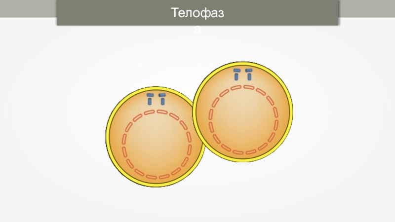 Телофаза 1 набор. Телофаза делится. Этикетка телофаза. Как нарисовать телофазу.