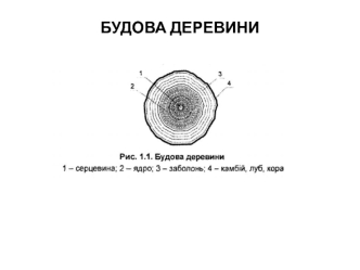 Будова деревини