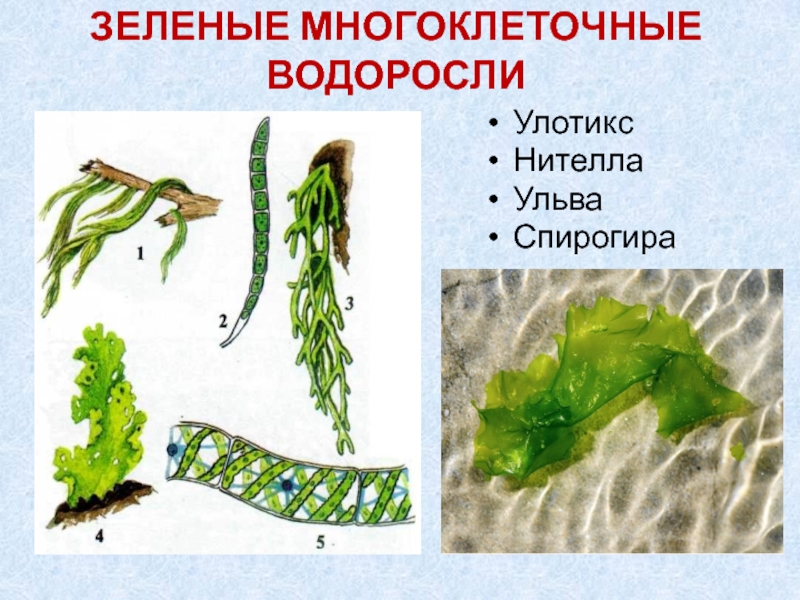 5 примеров водорослей. Ульва и нителла. Зелёные многоклеточные водоросли представители. Улотрикс спирогира Ульва. Нителла, ламинария, Филлофора, Ульва - это….