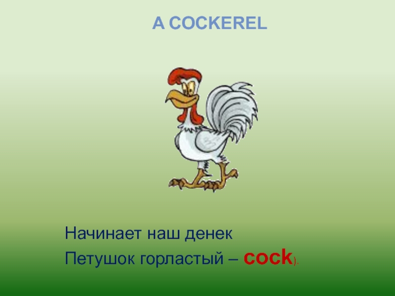 Загадка крылатый горластый. Петушок у нас горластый стихотворение. Горластый петух игрушка. Физминутка петушок у нас горластый. Петушок у нас горластый по утрам.