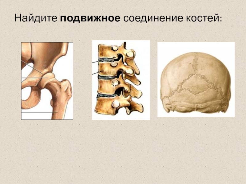 Какая кость полуподвижная