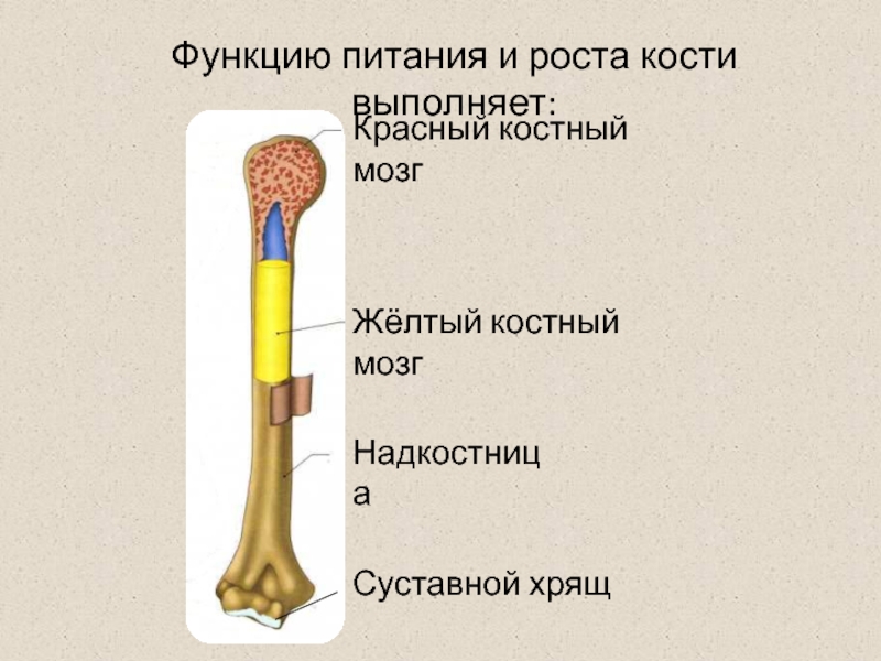 Функция желтого костного мозга в трубчатой кости. Красный костный мозг надкостница. Функции красного и желтого костного мозга.