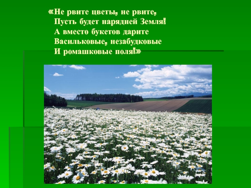 Песни рви цветы. Не рвите цветы. Ромашковые поля слова. Ромашковые поля текст. Текст Ромашковое поле текст.