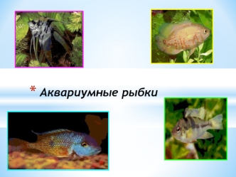 akvariumnye rybki