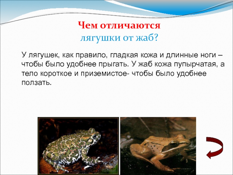 Сходство лягушки и жабы 2. Отличие Жабы от лягушки. Жаба и лягушка отличия. Сходство лягушки и Жабы. Как отличить жабу от лягушки.