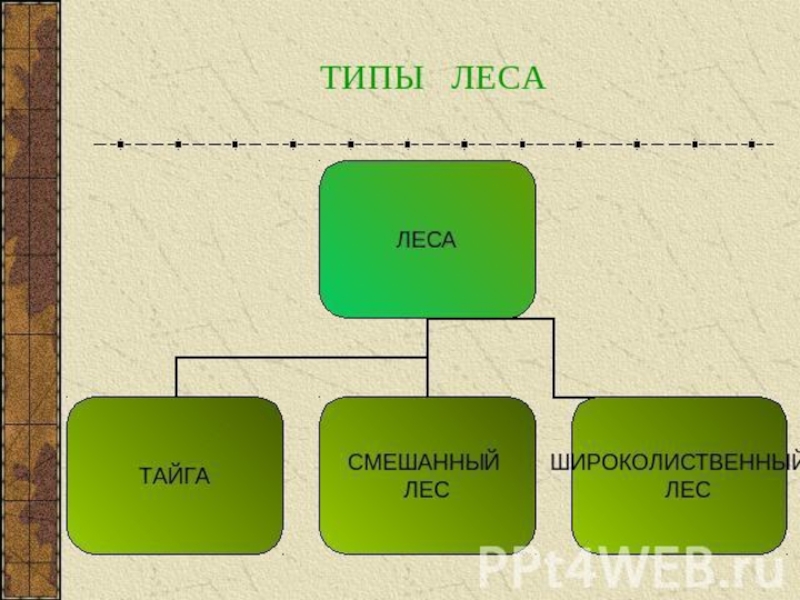 Типы лесов. Типы лесов в России. Типы лесов схема. Типы лесов 4 класс.