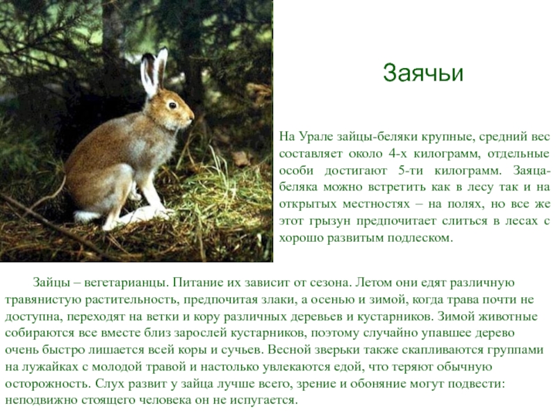 Масса зайца беляка. Заяц на Урале летом. Средний вес зайца. Классификация зайца беляка. Заяц сколько кг