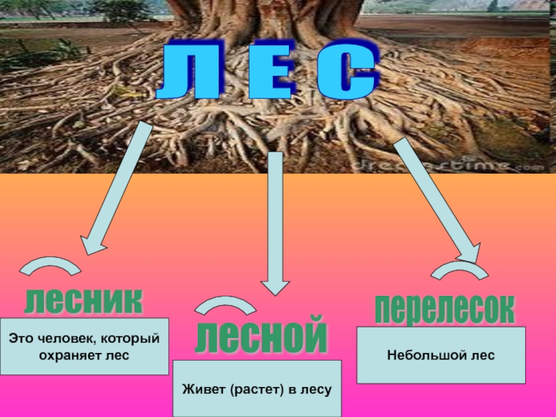 Лесник лесной корень