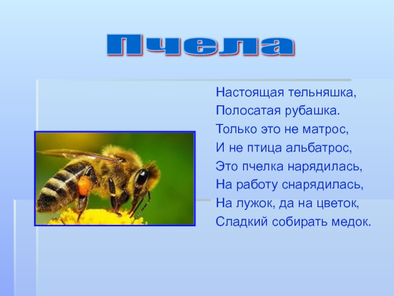 Детям о пчелах для дошкольников презентация