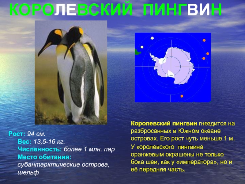 Какой тип развития характерен для субантарктического пингвина. Королевский Пингвин рост. Размер Императорского пингвина. Императорский Пингвин рост. Рот королевского пингвина.