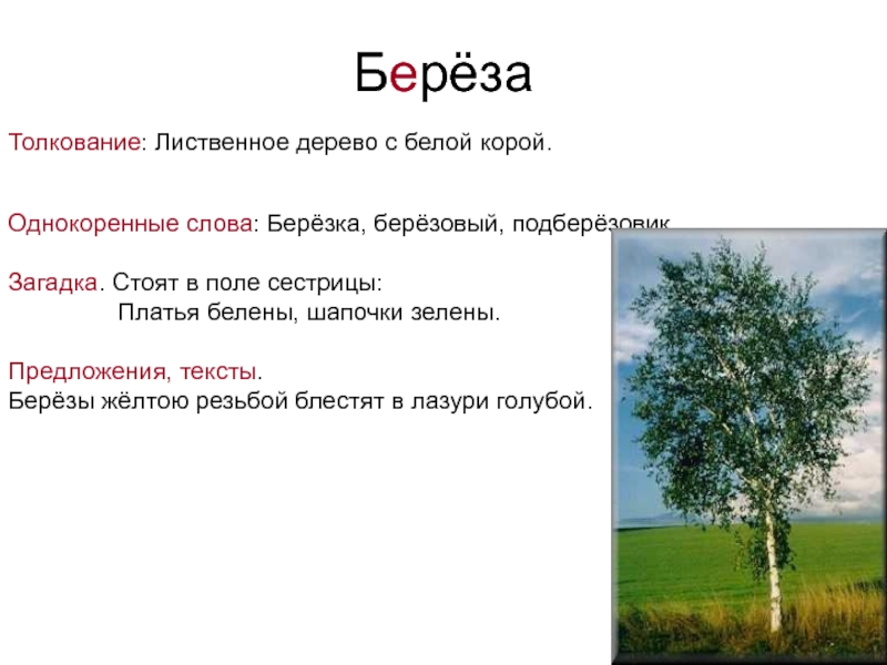 Береза слово какая. Берёза однокоренные слова. Текст про березу. Однакориные слова берёза. Березонька однокоренные слова.