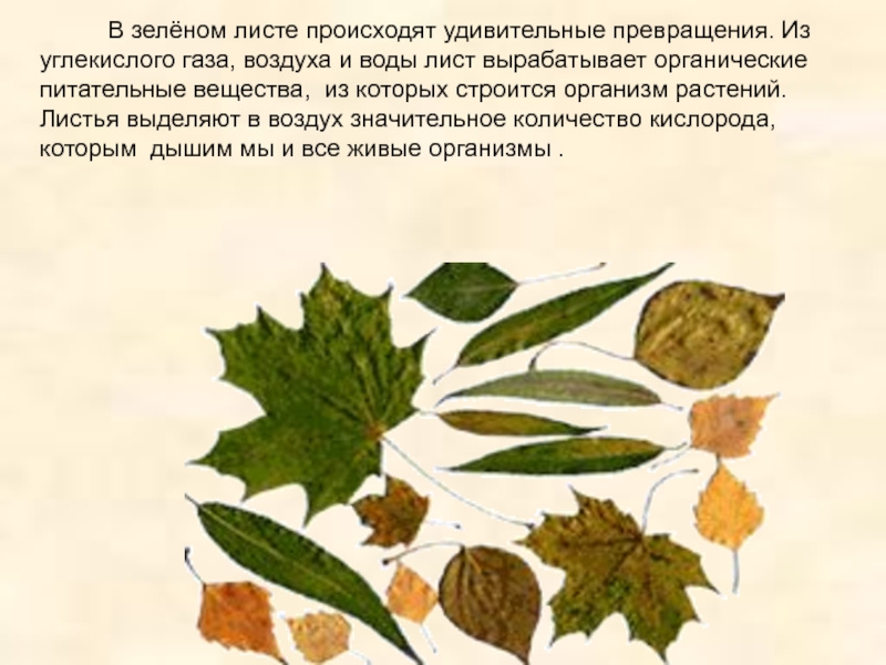 Почему листья зеленые кратко