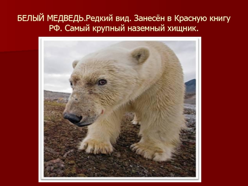 Почему медведи занесены в красную книгу. Белый медведь красная книга. Белый медведь из красной книги. Белый Медвежь крамная Крига. Белый медведь занесен в красную книгу.