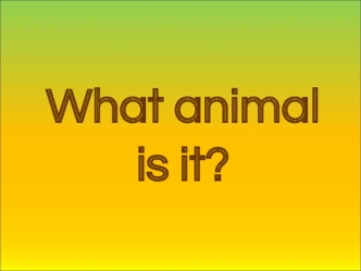 what animal is it