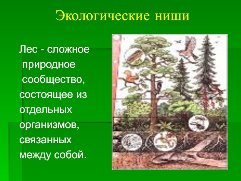 Какие организмы составляют лес. Экологические ниши леса. Экологические сообщества леса. Экологические ниши в лесу. Экологическая ниша лес.