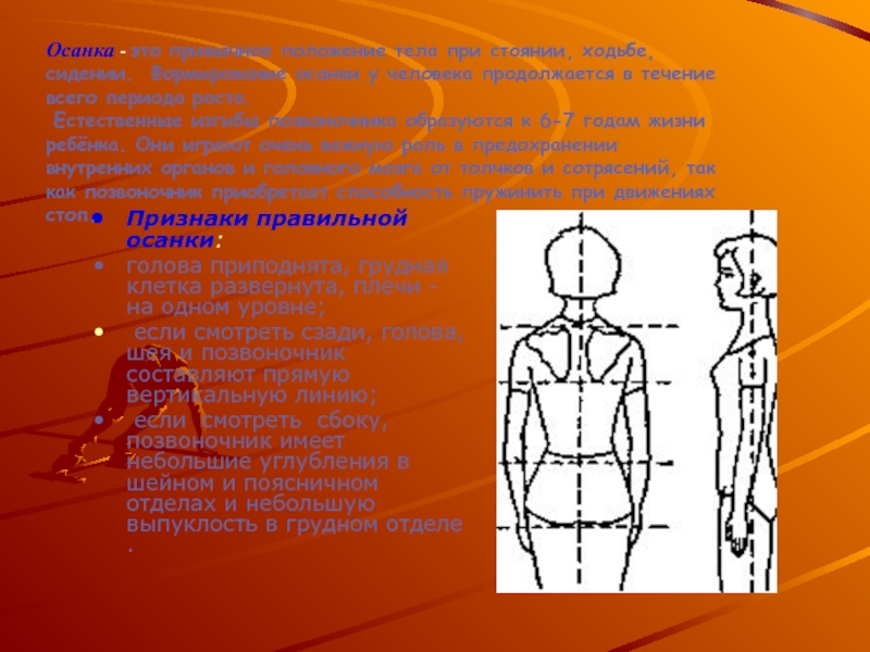 Прямое положение туловища. Формы грудных клеток осанок. Длина позвоночника составляет около 40 длины тела человека. Осанка грудной клетки размер для 9 летнего ребёнка.