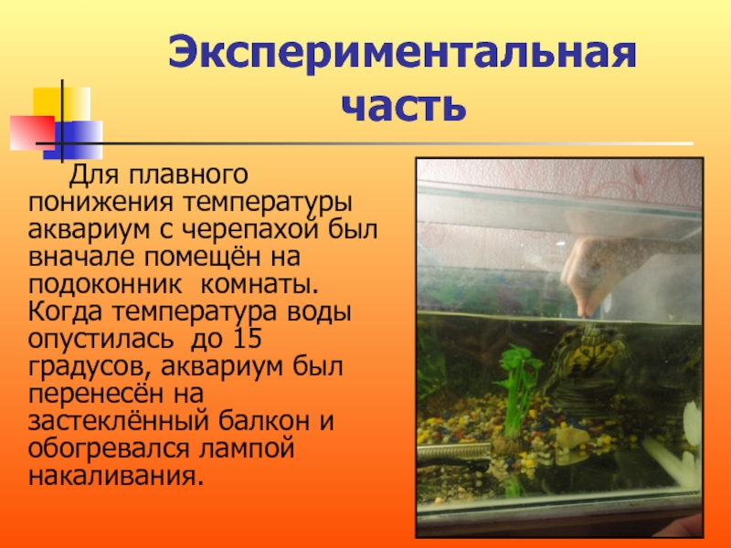 Черепаха температура воды в аквариуме. Температура в аквариуме. Какая температура должна быть в аквариуме. Температура для аквариумных рыбок. Температура воды для аквариумных растений.