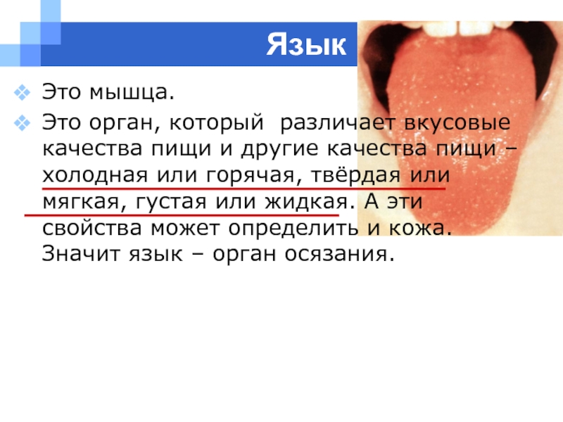 Интересные факты о работе органов чувств. Язык орган чувств. Органы чувств язык строение. Орган чувств язык интересные факты.