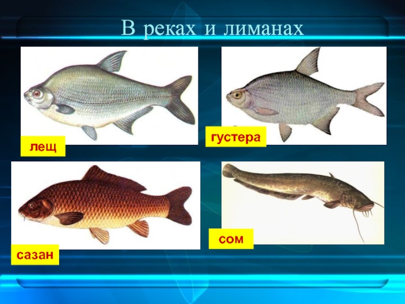 Река кубань какие рыбы. Рыбы реки Кубань. Рыба которая водится в Кубани. Рыба обитающая в Кубани. Рыбы обитающие в Краснодарском крае.