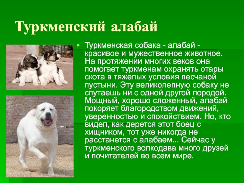 Туркменский алабай Туркменская собака - алабай - красивое и мужественное животное. На