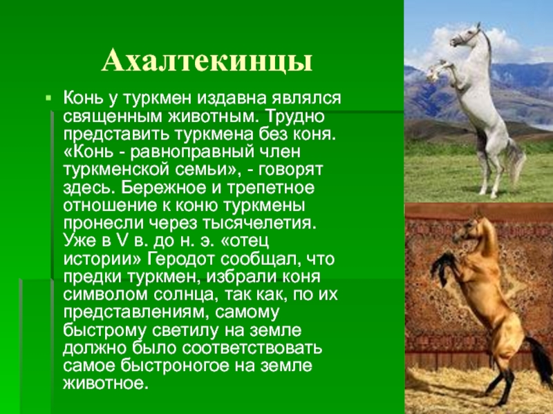 Ахалтекинцы  Конь у туркмен издавна являлся священным животным.