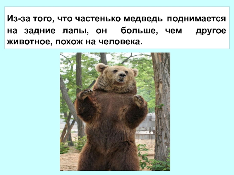 Почему медведь любит. Медведь поднимается. Речь медведя. Зачем медведь поднимается на задние лапы. Медведь поднимается на дерево.