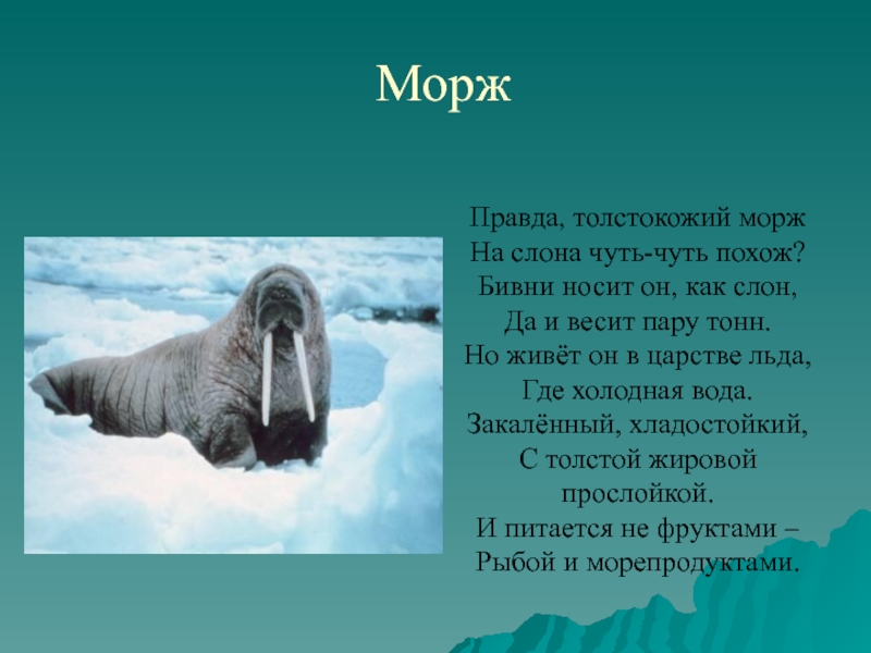 Презентация о моржах