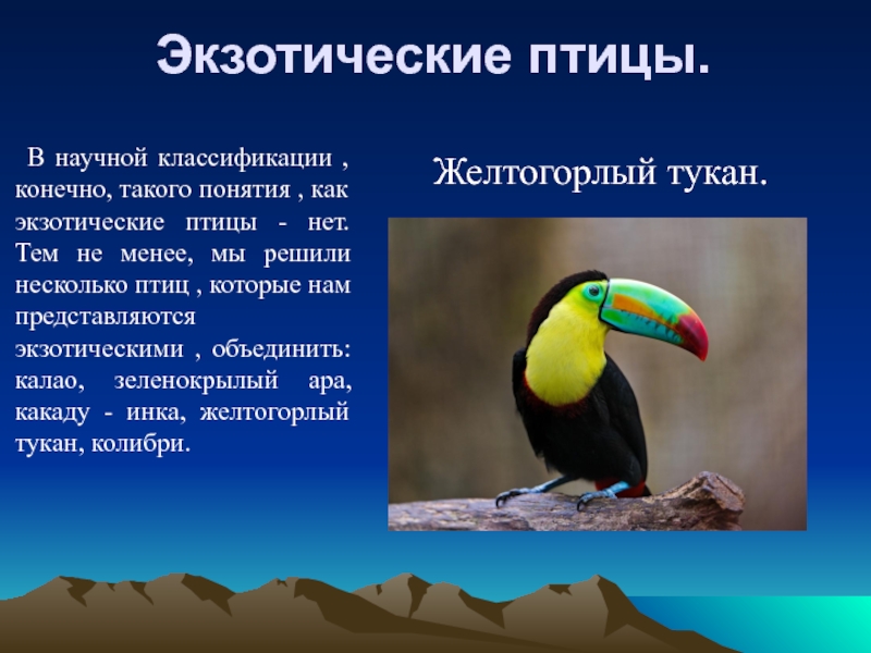 Птицы доклад 8 класс. Тукан птица доклад. Систематика тукана. Тукан краткая информация. Доклад об экзотических птицах.