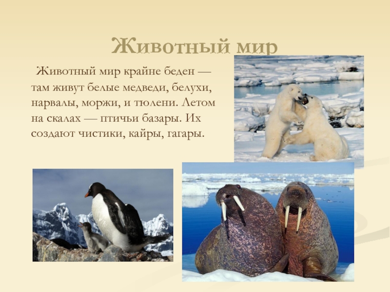 Белый медведь морж и тюлень природная зона. Морж природная зона. Тюлень природная зона. В какой природной зоне живет тюлень. Где живут моржи и тюлени.