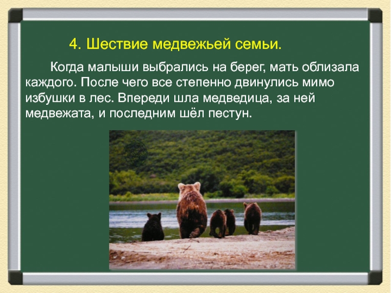 Презентация изложения переправа. Изложение переправа. Семейство Медвежьи характеристика. 4 Класс изложение к берегу подошла Медведица и медвежата.