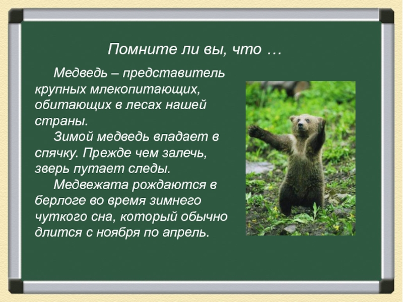 Знаешь медведь. Изложение Медвежонок. Изложение Медвежонок 3 класс. Изложение про медведя 3 класс. Изложения 3 класс животные.