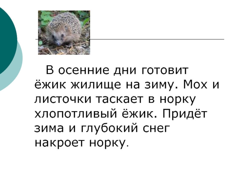 Ежик разбор. Жилище ежа зимой. В осенние дни готовит хлопотливый Ежик жилище на зиму. Ёжик идёт в норку. Ежик бежит в норку.