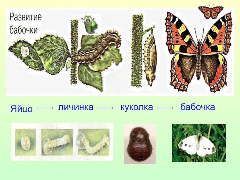 Личинка куколка стадии. Яйцо личинка куколка бабочка. Личинка гусеница куколка бабочка. Личинка-гусеница яйцо бабочка (Имаго) куколка. Яйцо личинка куколка насекомое.