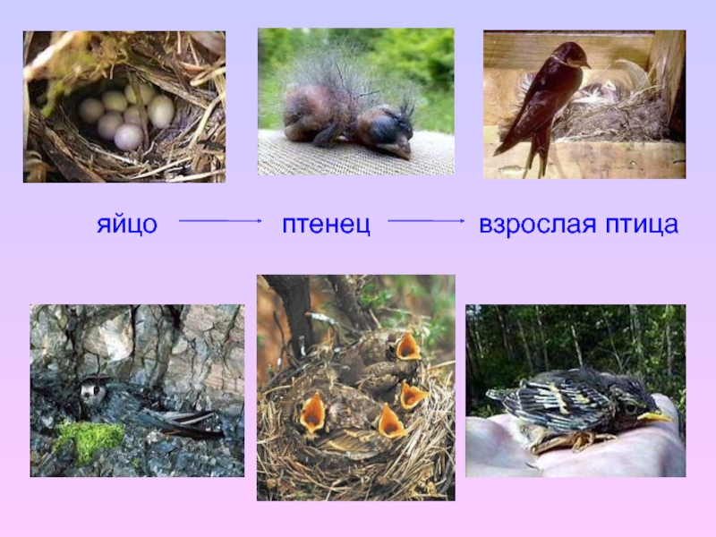 Размножение птиц 7 класс презентация