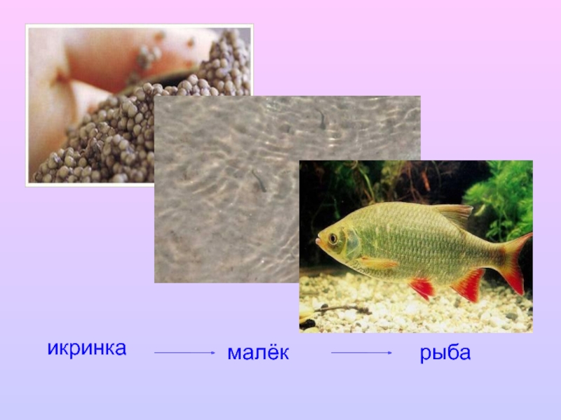 Икринка малек рыба картинки для детей